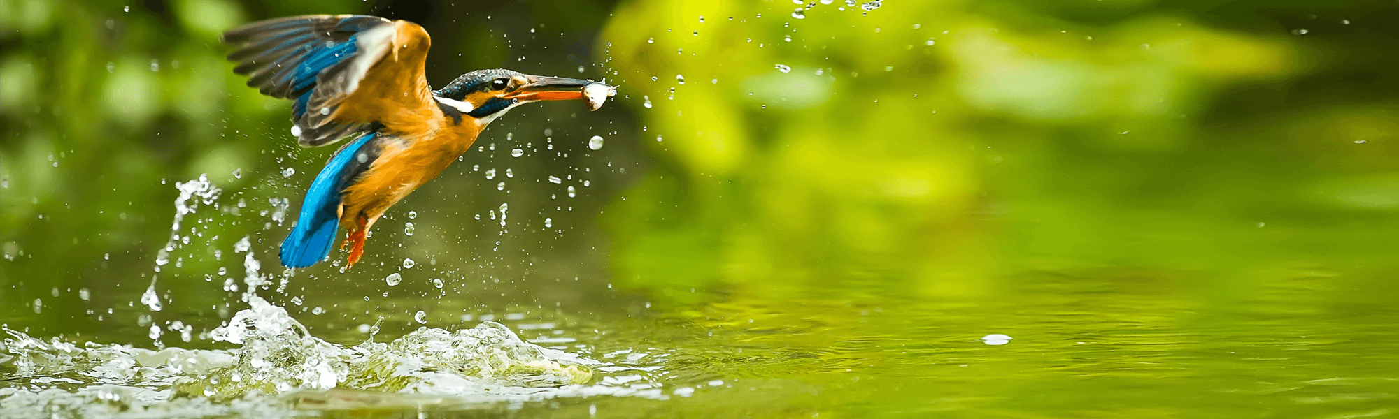 Kingfisher diving into water, Beleef de Lente by Vogelbescherming streamed with Jet-Stream