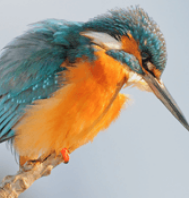Kingfisher on a branch, Beleef de Lente bird live streams