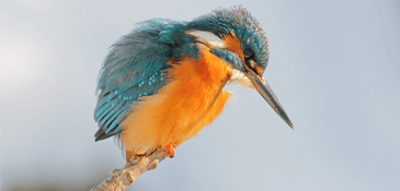 Live spring live, bird life streams