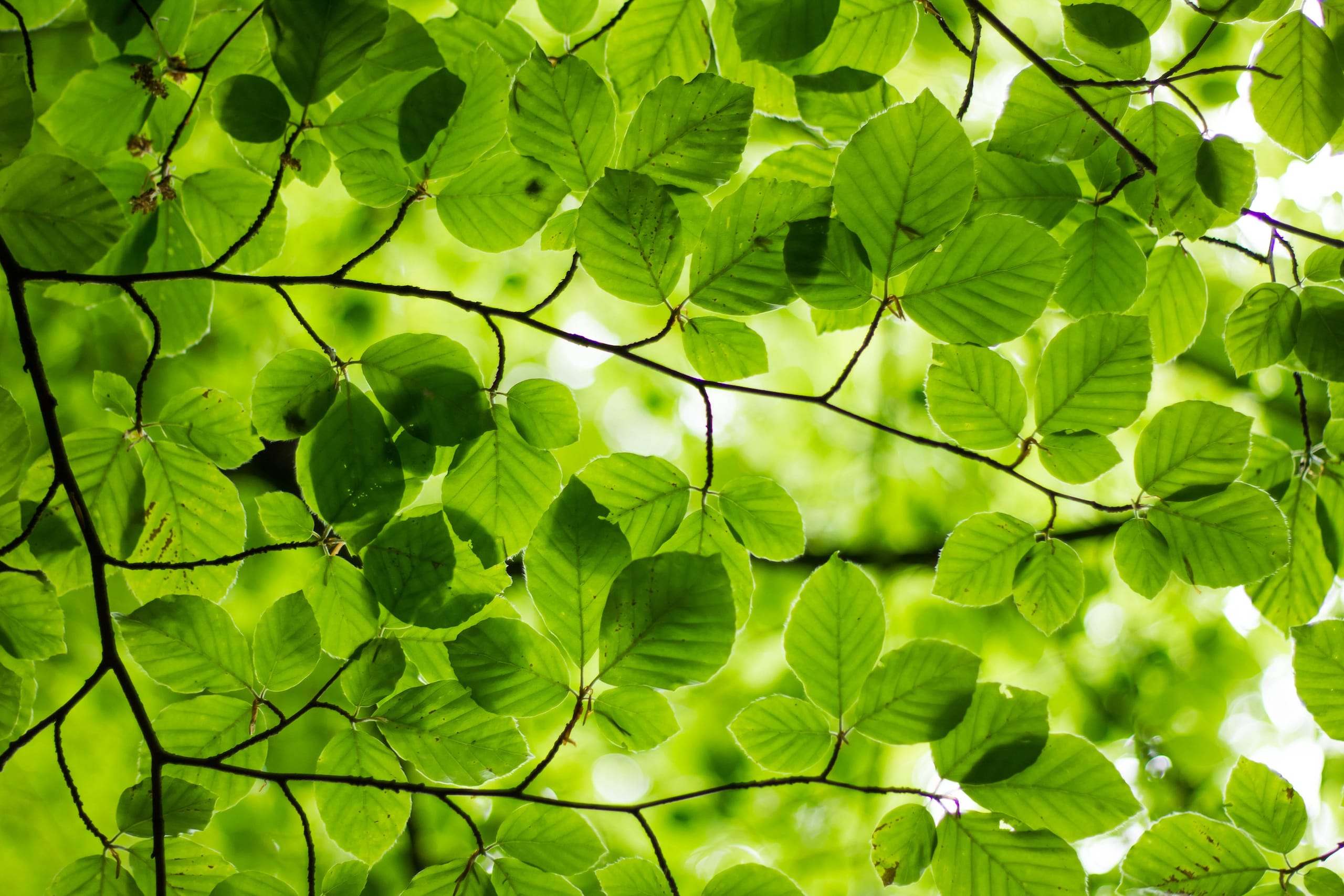 Fresh green leaves in sunlight, illustrating greening of streaming